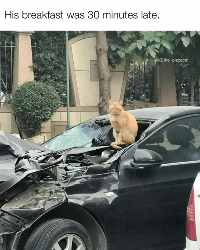 His breakfast was 30 minutes late. @the_pizzacat HY