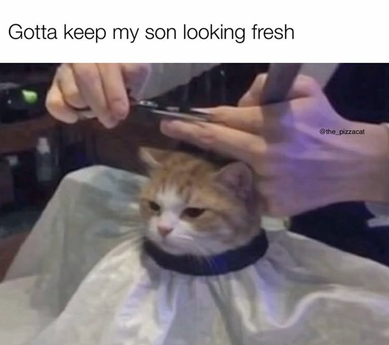 Gotta keep my son looking fresh @the_pizzacat