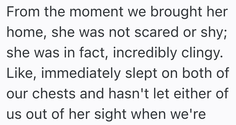 From the moment we brought her home, she was not scared or shy; she was in fact, incredibly clingy. Like, immediately slept on both of our chests and hasn't let either of us out of her sight when we're