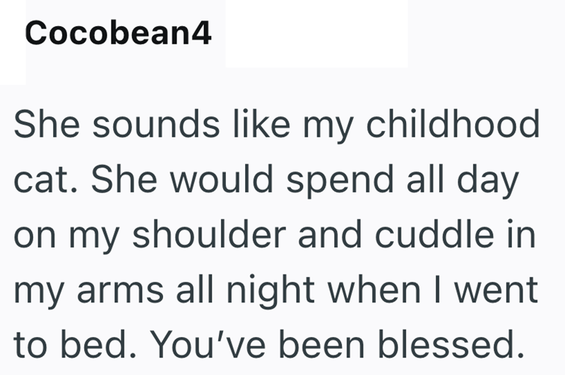 Cocobean4 She sounds like my childhood cat. She would spend all day on my shoulder and cuddle in my arms all night when I went to bed. You've been blessed.