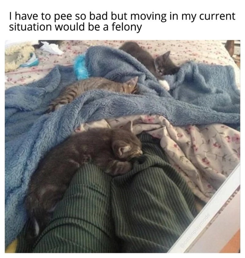 I have to pee so bad but moving in my current situation would be a felony @catsinplaymode