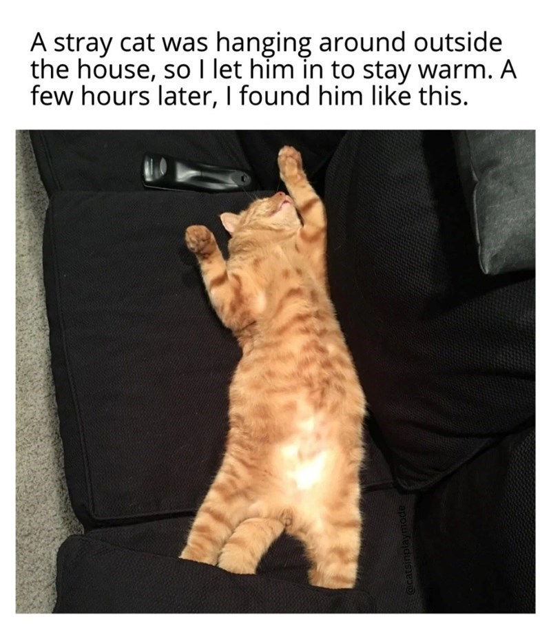@catsinplaymode A stray cat was hanging around outside the house, so I let him in to stay warm. A few hours later, I found him like this.