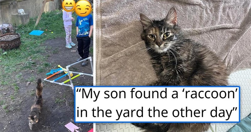 "My son found a 'raccoon' in the yard the other day"