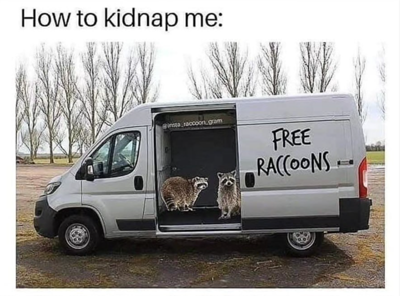 How to kidnap me: @insta_raccoon.gram FREE RACCOONS