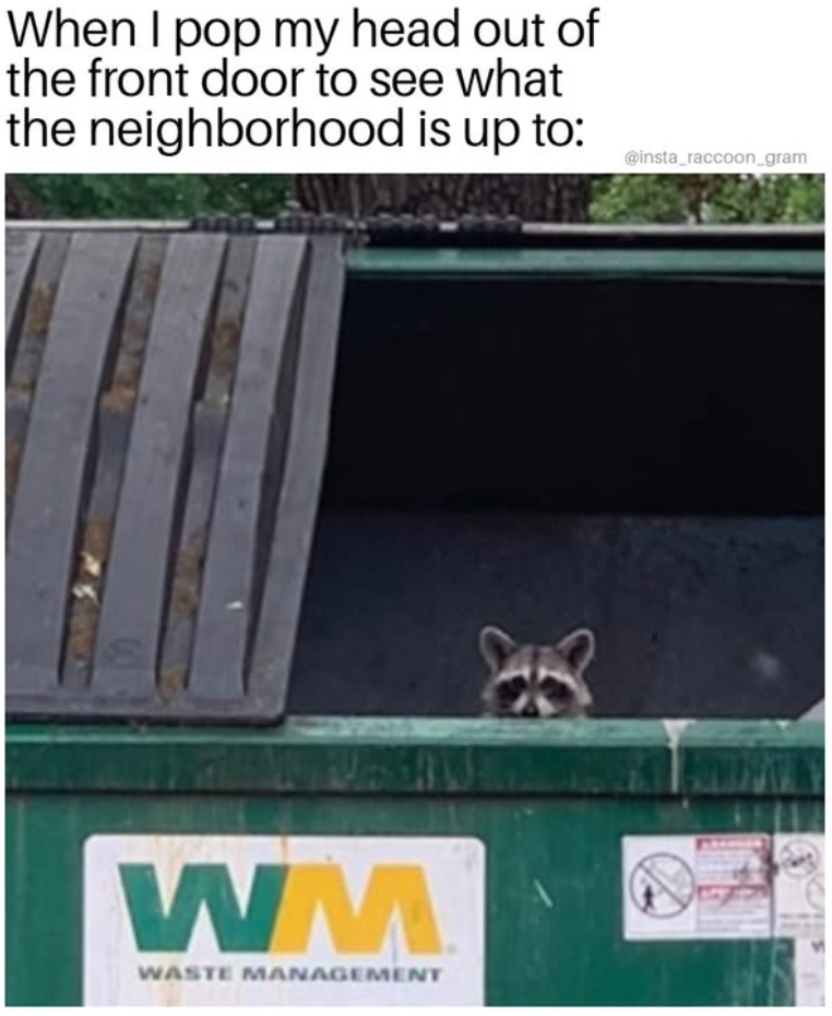 When I pop my head out of the front door to see what the neighborhood is up to: WM WASTE MANAGEMENT @insta_raccoon_gram