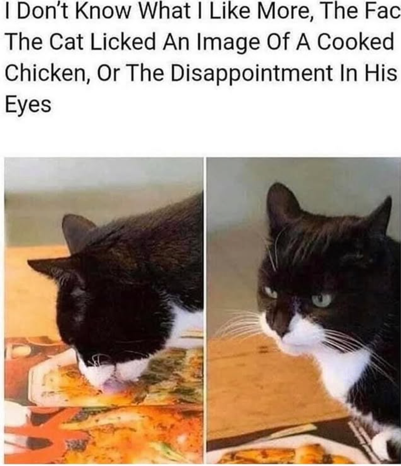 I Don't Know What I Like More, The Fac The Cat Licked An Image Of A Cooked Chicken, Or The Disappointment In His Eyes