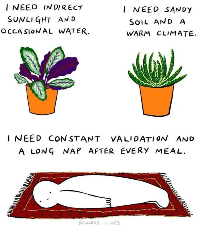 I NEED INDIRECT SUNLIGHT AND OCCASIONAL WATER. I NEED SANDY SOIL AND A WARM CLIMATE. I NEED CONSTANT VALIDATION AND A LONG NAP AFTER EVERY MEAL. www @WORRY-LINES