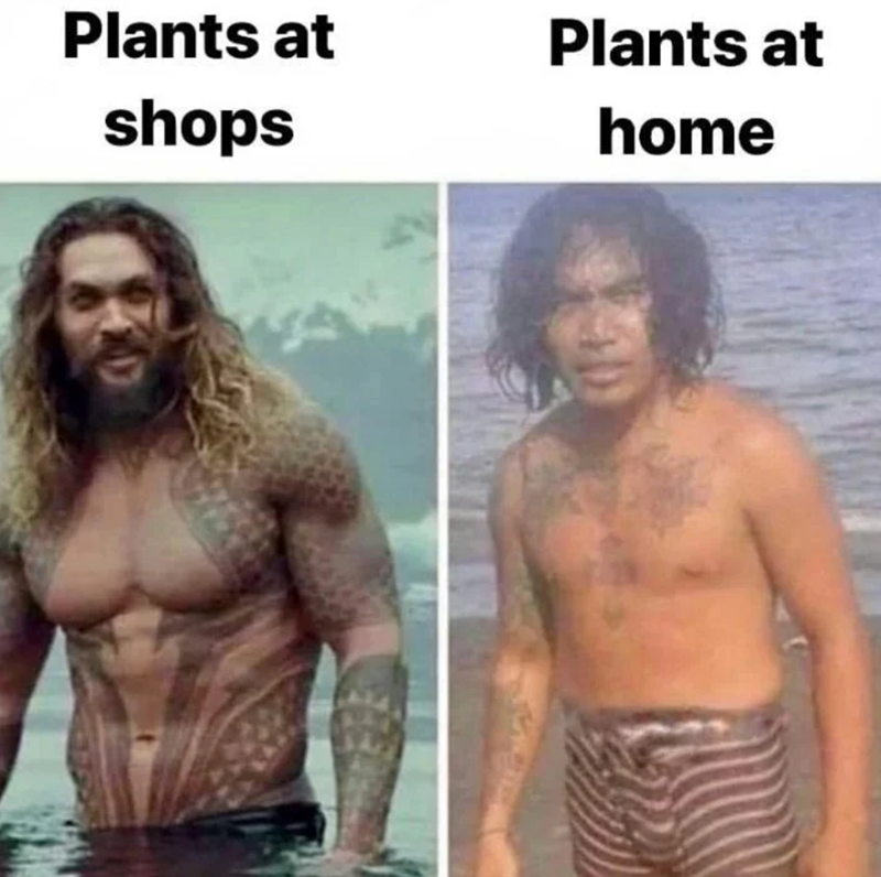 Plants at shops Plants at home