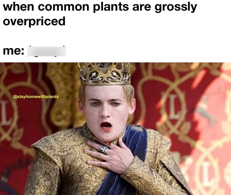 when common plants are grossly overpriced me: @stayhomewithplants