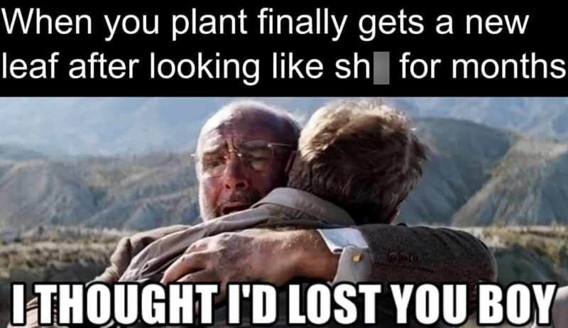 When you plant finally gets a new leaf after looking like sh for months I THOUGHT I'D LOST YOU BOY