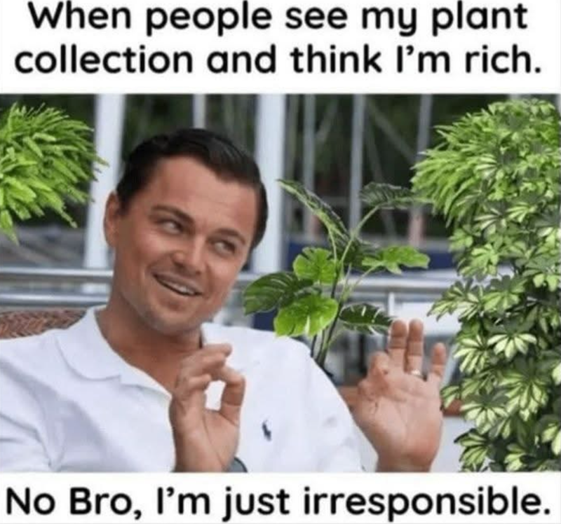 When people see my plant collection and think I'm rich. No Bro, I'm just irresponsible.