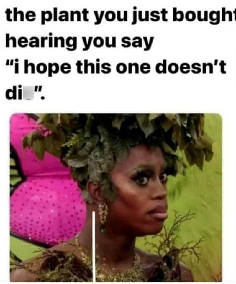 the plant you just bought hearing you say "i hope this one doesn't di ".