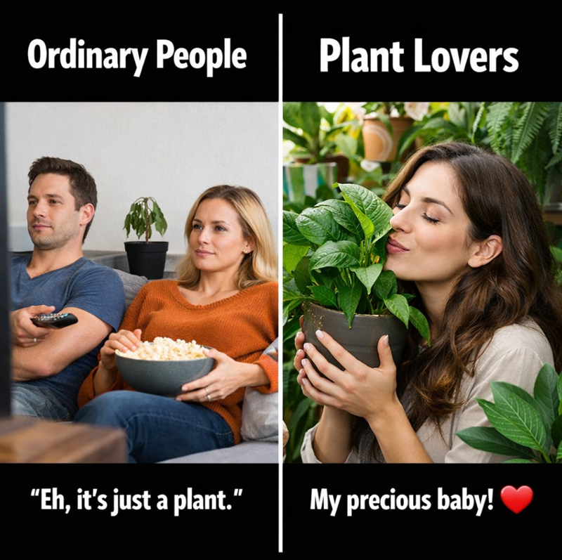 Ordinary People Plant Lovers "Eh, it's just a plant." My precious baby!