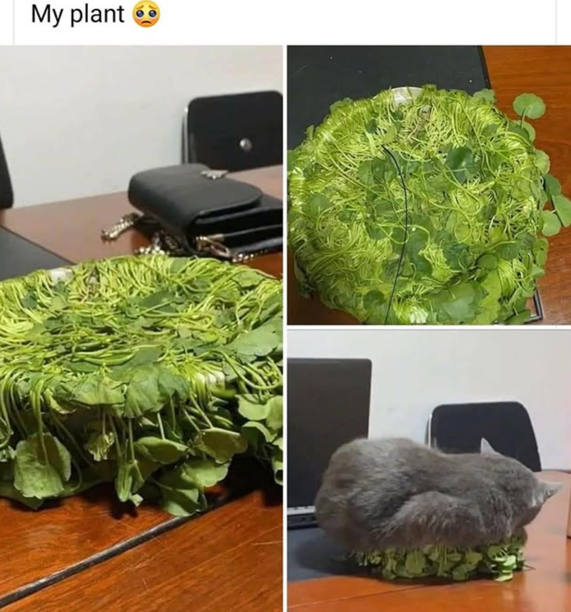 My plant 6