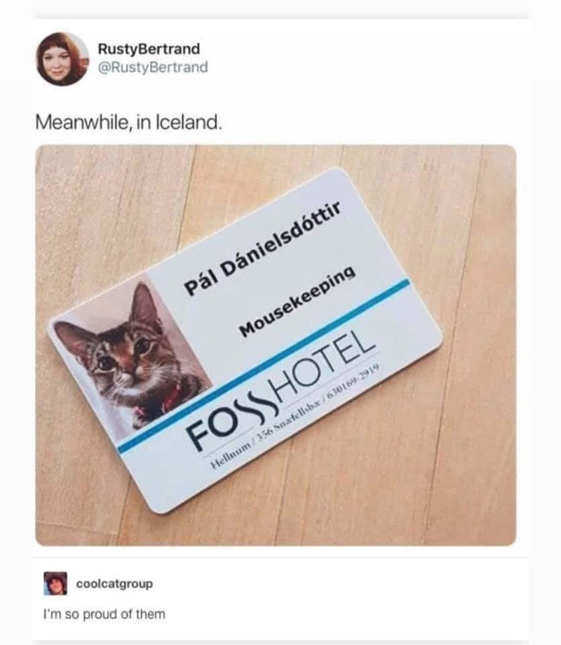 RustyBertrand @RustyBertrand Meanwhile, in Iceland. coolcatgroup I'm so proud of them Pál Dánielsdóttir Mousekeeping FOSSHOTEL Hellnum/356 Snæfellsbæ/630169-2919