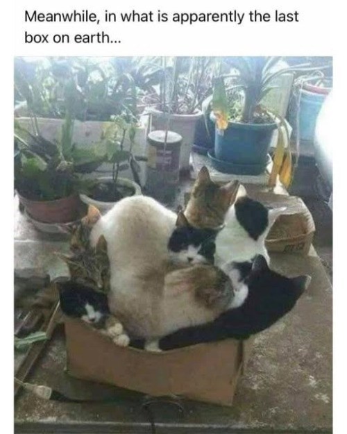 Meanwhile, in what is apparently the last box on earth... 1077 52