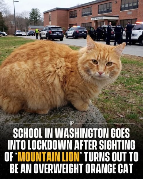 ICE P SCHOOL IN WASHINGTON GOES INTO LOCKDOWN AFTER SIGHTING OF 'MOUNTAIN LION' TURNS OUT TO BE AN OVERWEIGHT ORANGE CAT