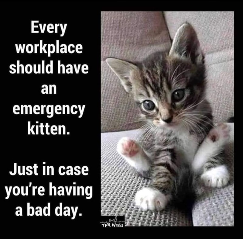 Every workplace should have an emergency kitten. Just in case you're having a bad day. TNR Works