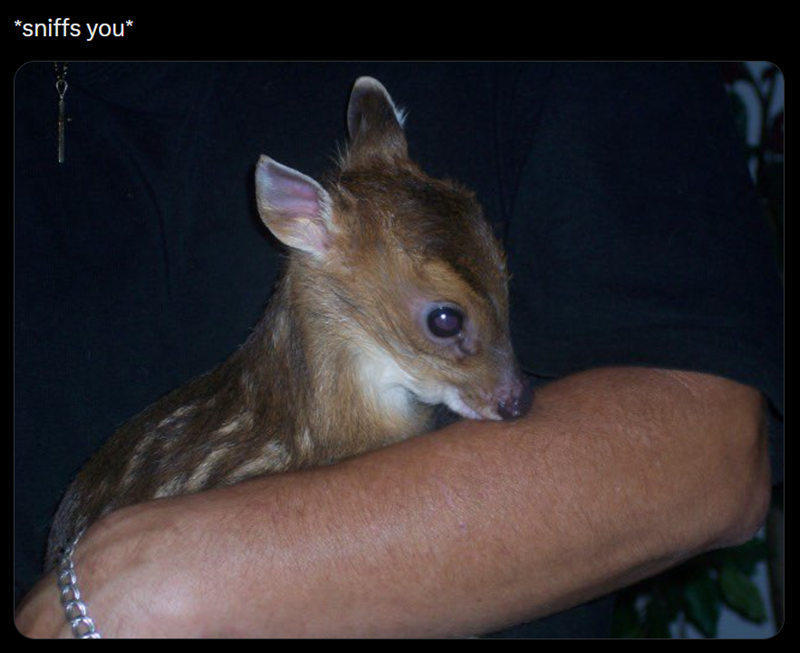 *sniffs you*
