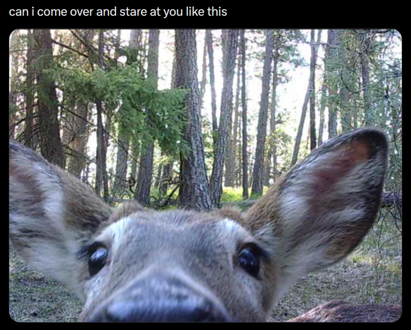 can i come over and stare at you like this