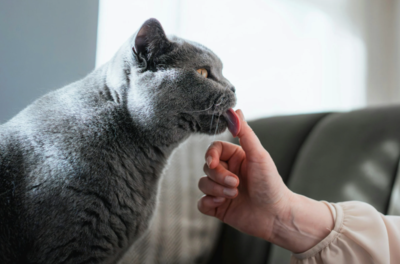 Close up photo of a gray cat licking person's thumb.