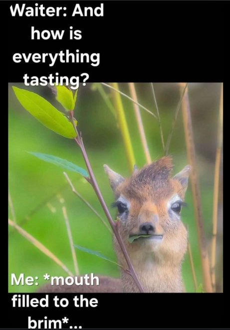 Waiter: And how is everything tasting? Me: *mouth filled to the brim*...