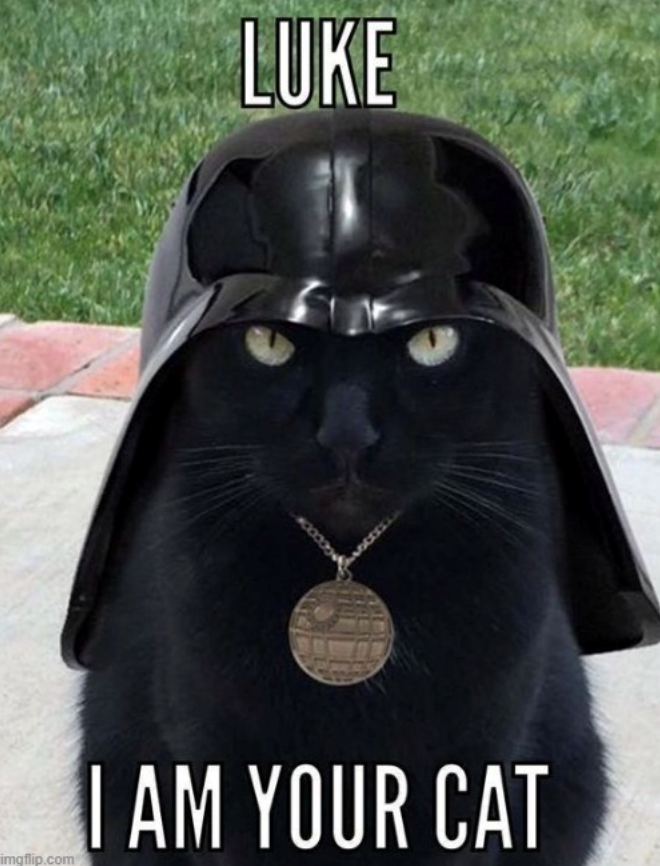 LUKE imgflip.com I AM YOUR CAT