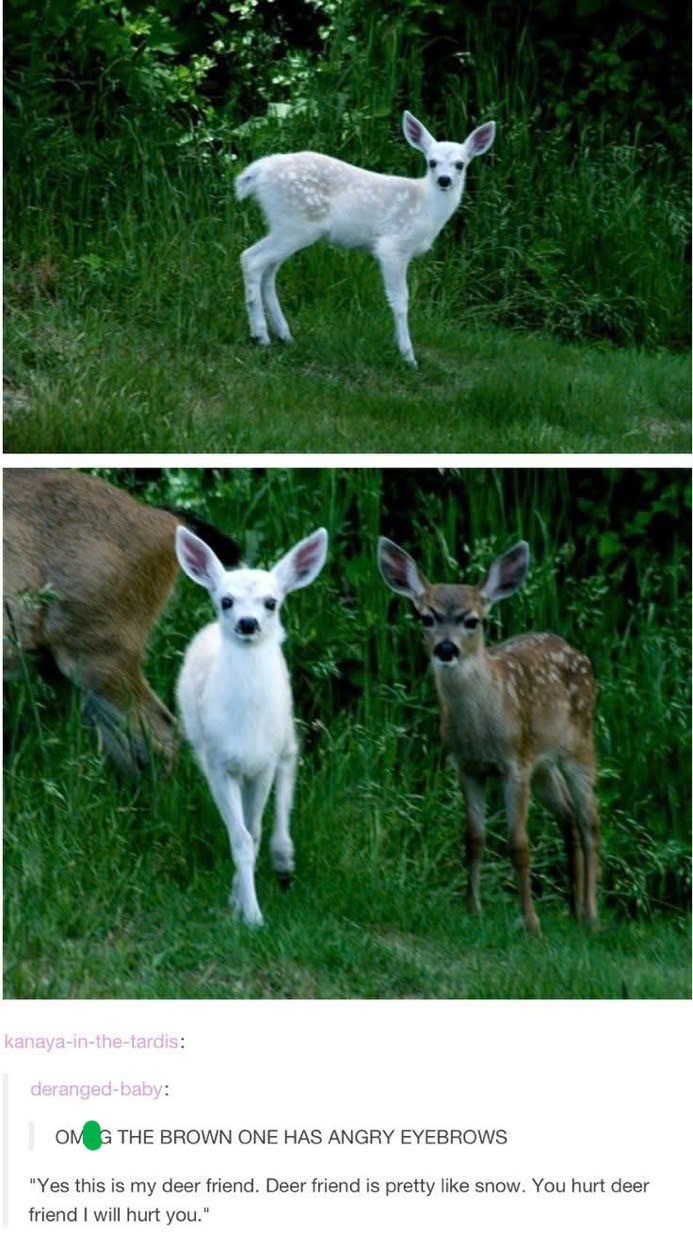 kanaya-in-the-tardis: deranged-baby: OMG THE BROWN ONE HAS ANGRY EYEBROWS "Yes this is my deer friend. Deer friend is pretty like snow. You hurt deer friend I will hurt you."