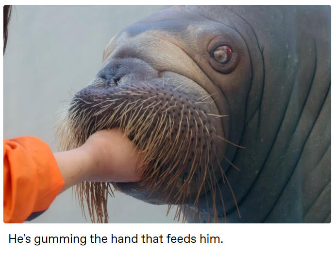 He's gumming the hand that feeds him.