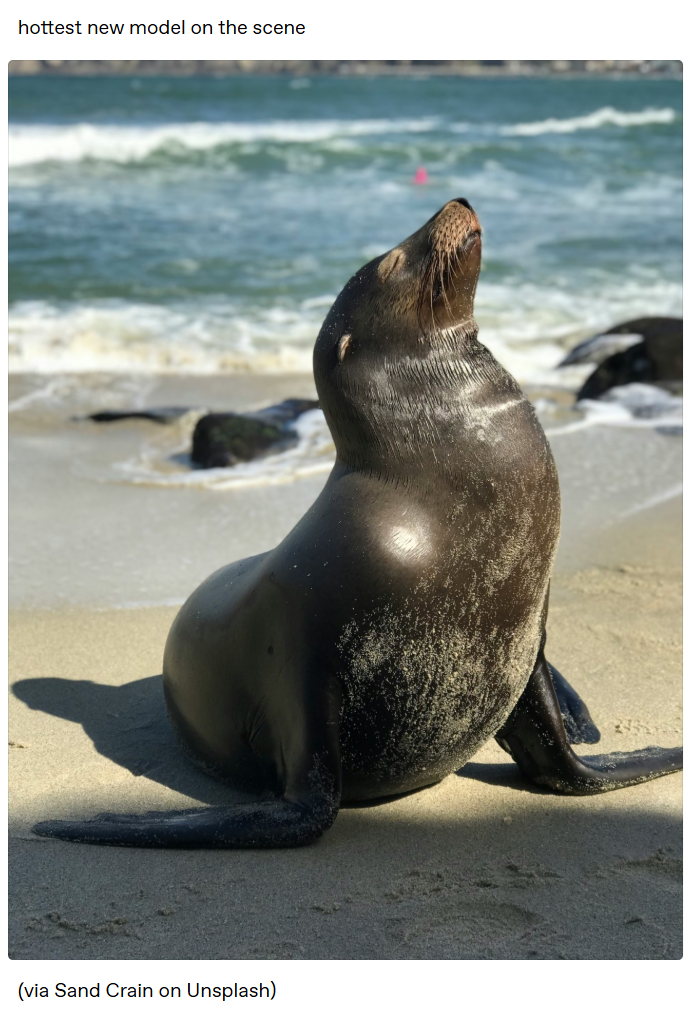hottest new model on the scene (via Sand Crain on Unsplash)