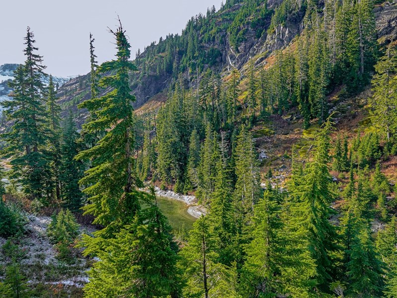 Trees growing on a mountainside in Washington state.