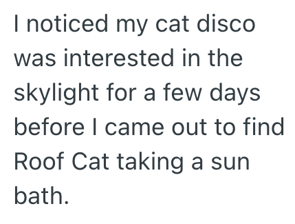 I noticed my cat disco was interested in the skylight for a few days before I came out to find Roof Cat taking a sun bath.