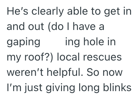 He's clearly able to get in and out (do I have a gaping ing hole in my roof?) local rescues weren't helpful. So now I'm just giving long blinks