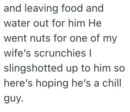and leaving food and water out for him He went nuts for one of my wife's scrunchies I slingshotted up to him so here's hoping he's a chill guy.