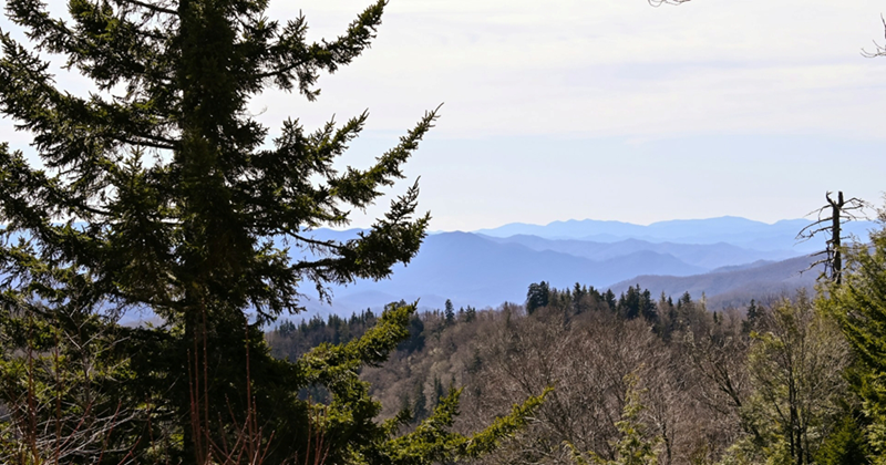 A view of mountains and pine trees in Tennessee