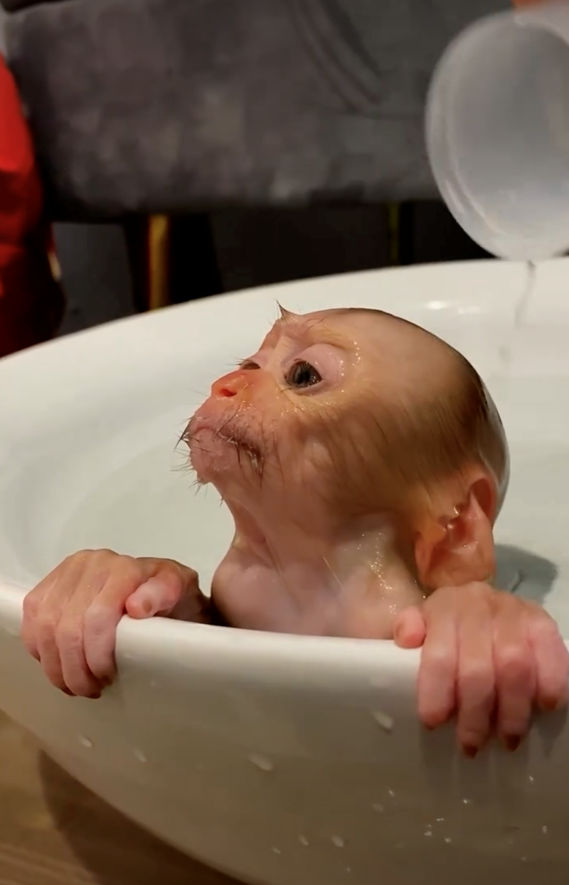 Cheezburger Image 10628067584