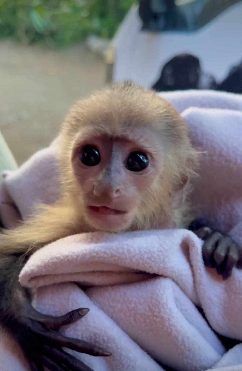 Cheezburger Image 10628068864