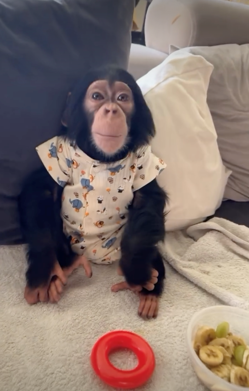 Cheezburger Image 10628070144