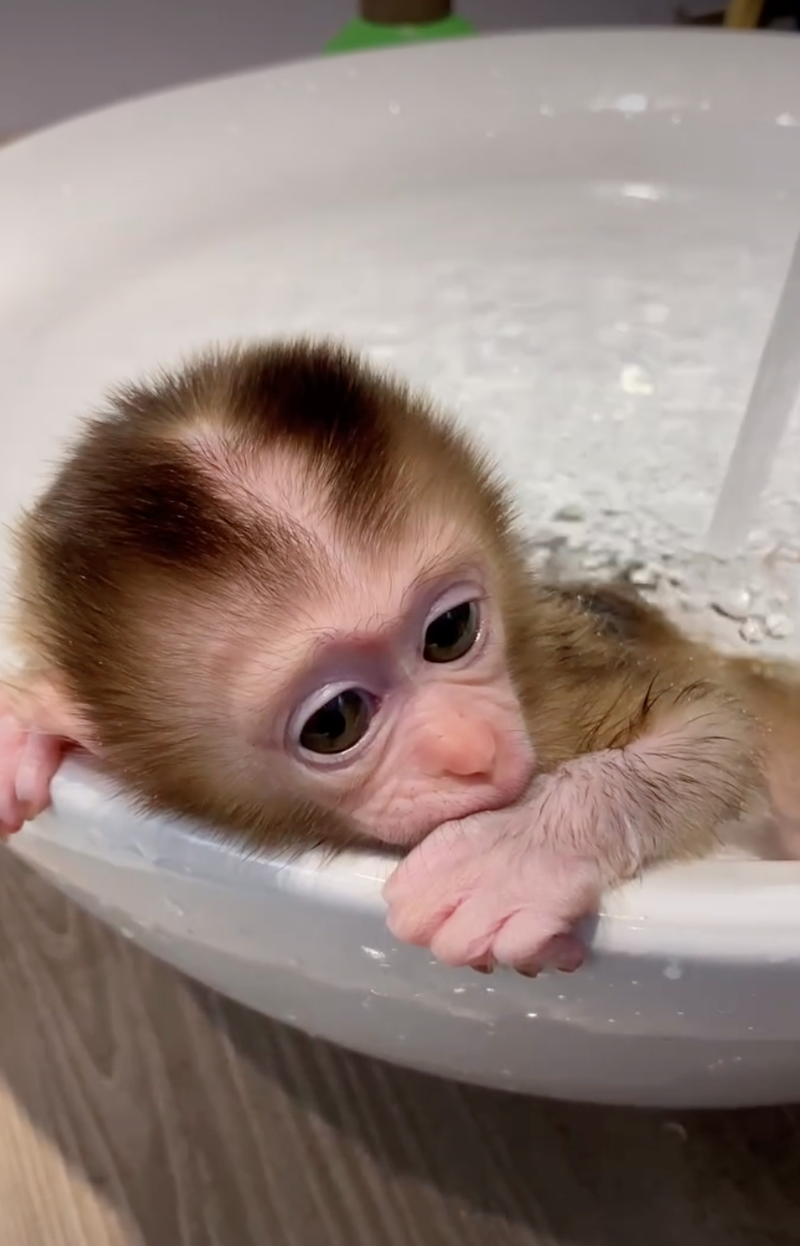 Cheezburger Image 10628070656