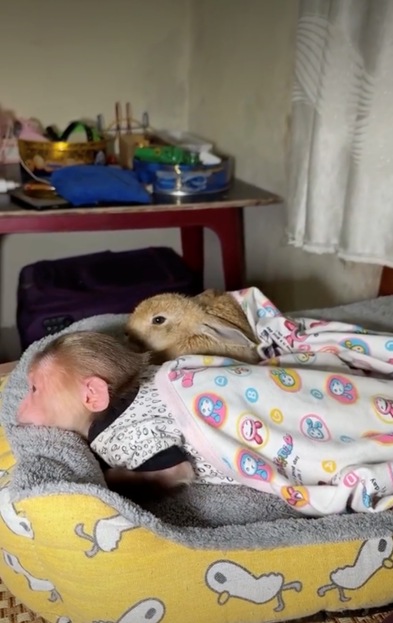 Cheezburger Image 10628071168