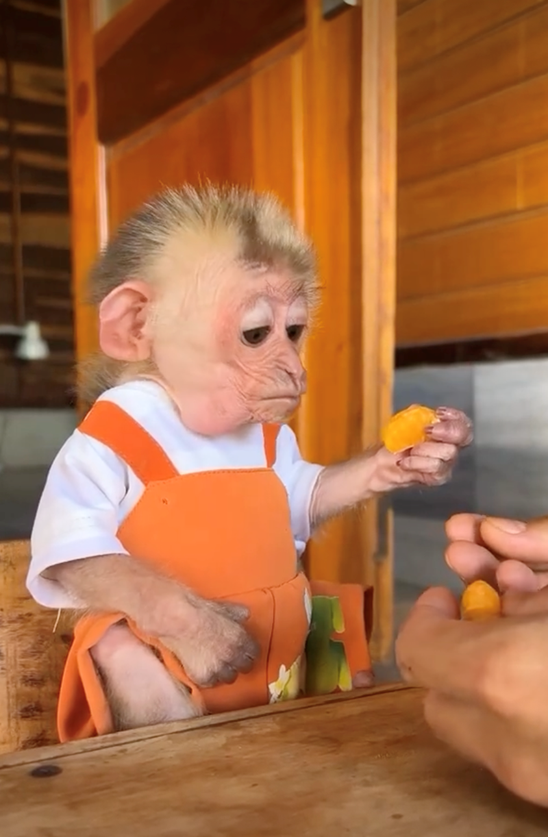 Cheezburger Image 10628071680