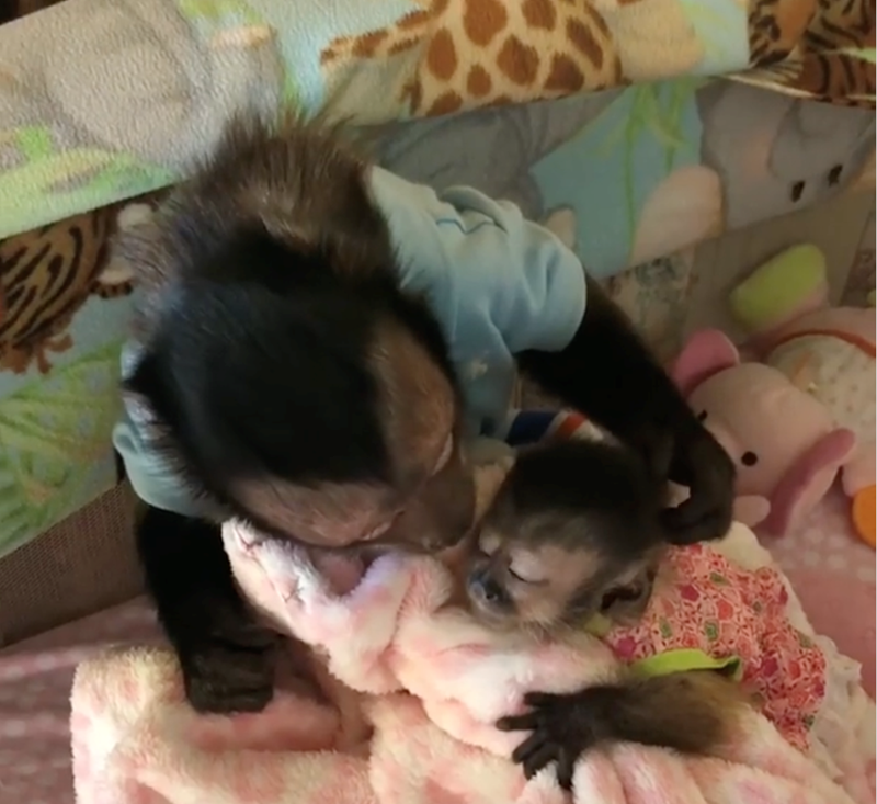 Cheezburger Image 10628072448