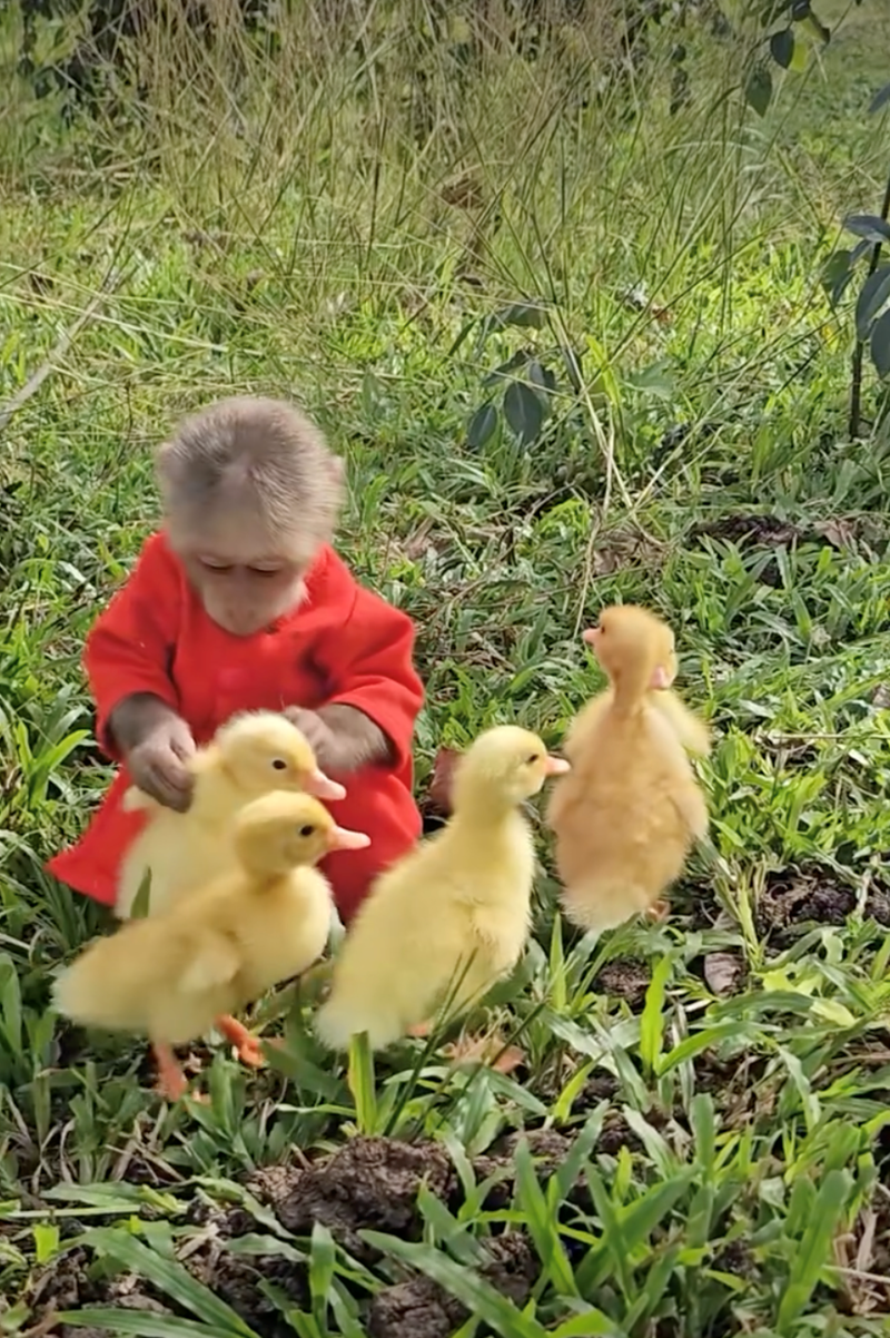 Cheezburger Image 10628072704