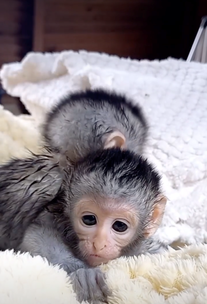 Cheezburger Image 10628072960