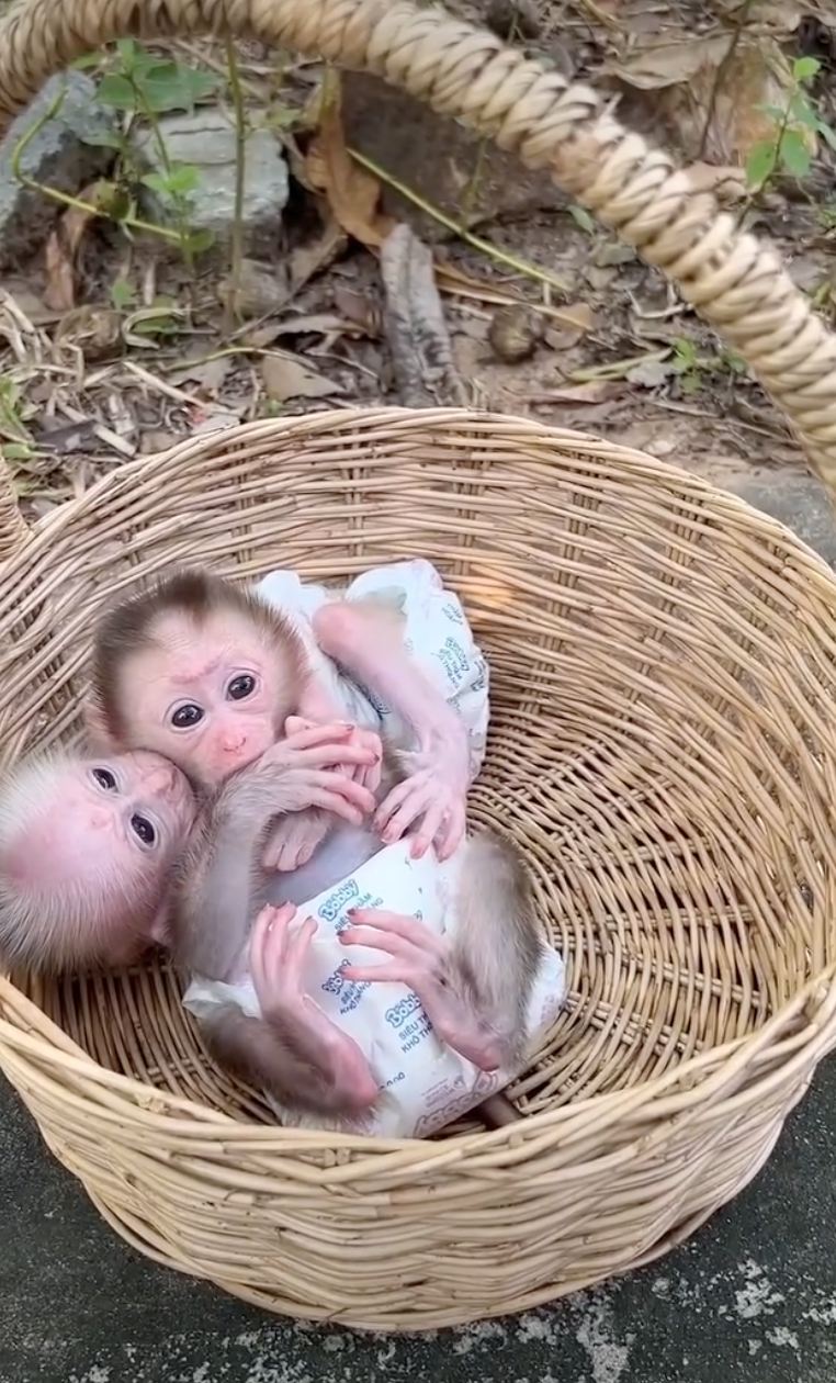 った BIỂU TH KHÔ TH Bobby