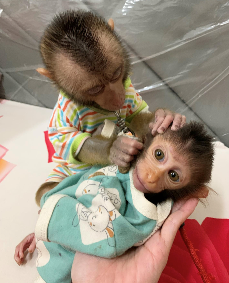 Cheezburger Image 10628073728