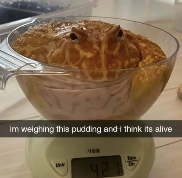 im weighing this pudding and i think its alive 가정용 Tare Unit 421 On