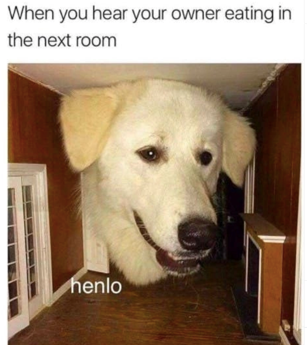 When you hear your owner eating in the next room henlo