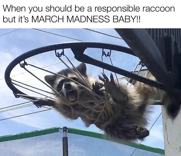When you should be a responsible raccoon but it's MARCH MADNESS BABY!!