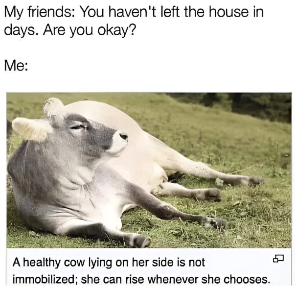 My friends: You haven't left the house in days. Are you okay? Me: A healthy cow lying on her side is not immobilized; she can rise whenever she chooses.